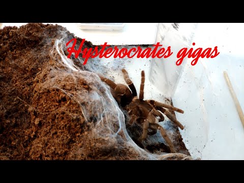 Видео: Новые разведения пауков птицеедов. Молодая самка паука Hysterocrates gigas. Видео пауки.