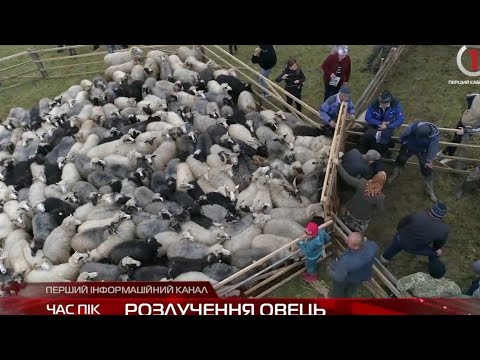 Видео: Розлученя овець в селі Чорна Тиса.