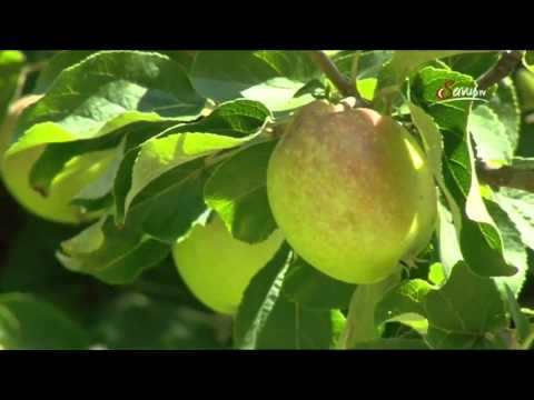 Видео: Зеп Холцер - Папата на Пермакултурата - Част 1