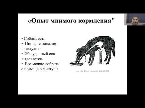 Видео: Нормальная физиология 15. Физиология пищеварения