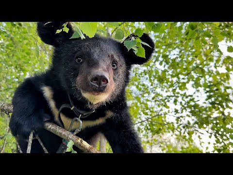 Видео: ЕЩЁ ОДИН МИШКА! Мы не ждали, но ОН РЕШИЛ ПОЯВИТЬСЯ! Медвежонок, характер которого РЕШИЛ ЕГО ЖИЗНЬ!