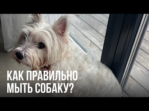 Видео: Как правильно купать собаку? Показываем средства для собак и щенков