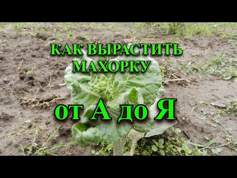 Видео: Как выращивать махорку