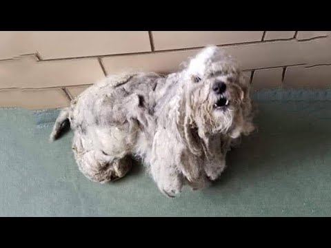 Видео: Бедная собака прячется под кустом, покрытая грязной, вонючей шерстью и боящаяся всего