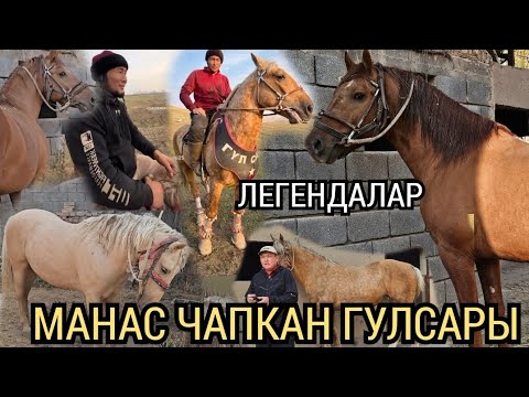 Видео: ЛЕГЕНДА АТТАР 🔥МАНАС ЧАПКАН ГҮЛСАРЫ ЧЫКТЫ