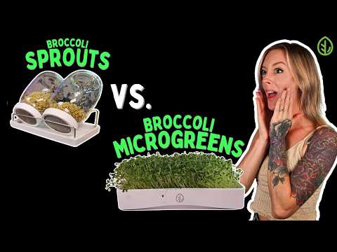 Видео: Выращивание брокколи: ростки и микрозелень — полное сравнение
