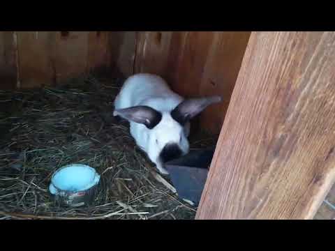 Видео: Крольчата растут , кот альбинос.