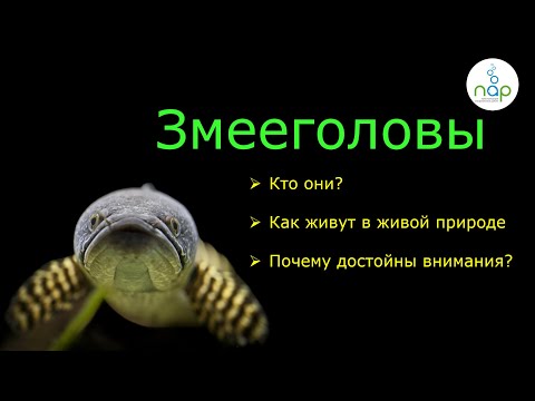Видео: Змееголовы