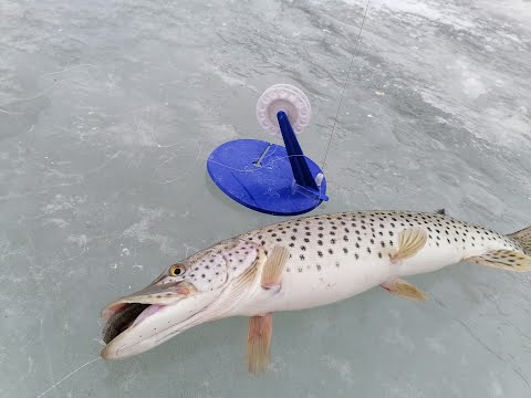 Видео: ЩУКА НА ЖЕРЛИЦЫ  ЗАКРЫТИЕ СЕЗОНА  ХАНКА МАЯК