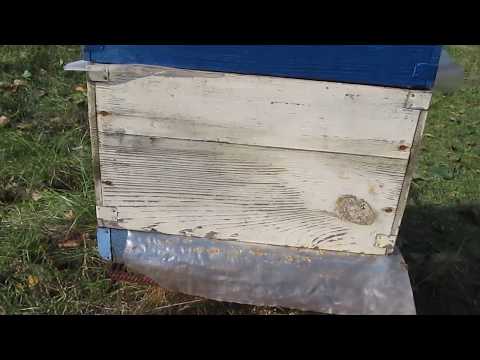 Видео: Объединение семей для 2-х маточной зимовки. 18.10.2017 г.