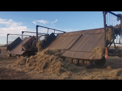 Видео: Разгрузка сена Урала сеновоза , Hay unloading Ural hay truck