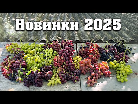 Видео: Новинки 2025 року на наших прищепах винограду