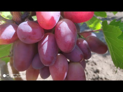 Видео: Виноград Богатырь и Велюр