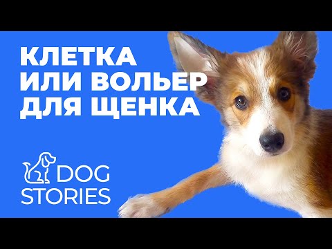 Видео: Клетка или вольер для щенка 🐕 Нужны ли ограничения в воспитании