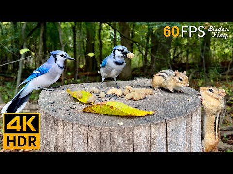 Видео: КОШКА ТВ 😺 Супер Милые белки и птицы 🐿 8 часов 4K HDR 60FPS