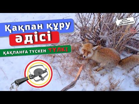 Видео: Қақпанды дұрыс құру әдісі. Как правильно ставить капкан.