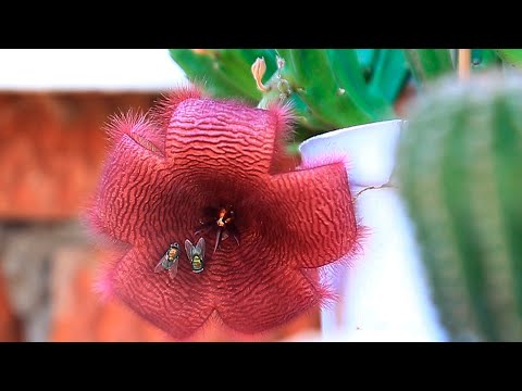 Видео: Стапелия. Цветение и размножение