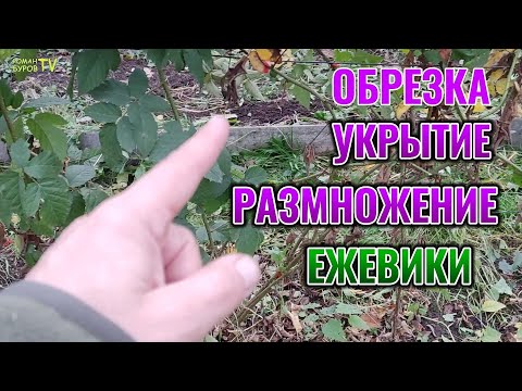 Видео: Это нужно ЗНАТЬ при обрезке, размножении и укрытии ЕЖЕВИКИ осенью 🍂 #garden