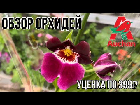 Видео: Обзор орхидей в магазине Ашан || Уценка по 399₽ || После орхидиума, все стало как-то скучно 🌚