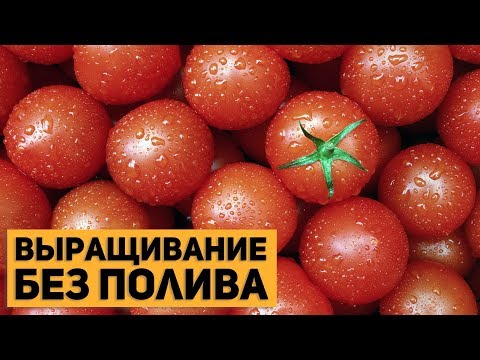 Видео: Выращивание помидор БЕЗ ПОЛИВА!