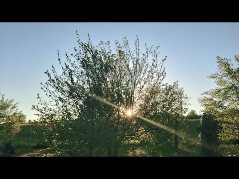 Видео: Конец мая 2025. Дачные выходные.