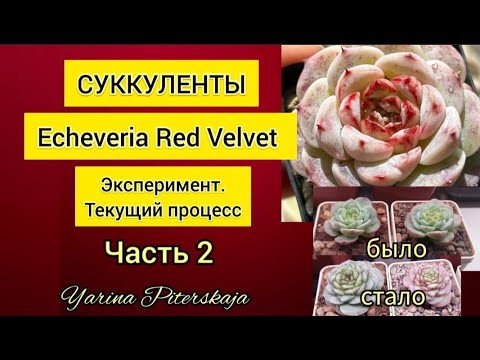 Видео: Суккуленты. Echeveria Red Velvet. Эксперимент. Текущий процесс. Результаты за 3 месяца.