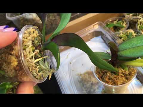 Видео: Ascps.Irene Dobrin и P.Liu’s Sakura / Руководство по выживанию малышей в размере 1,7