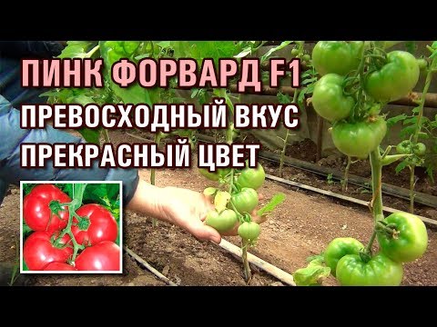 Видео: ПИНК ФОРВАРД F1 - ПРЕВОСХОДНЫЙ ВКУС И ПРЕКРАСНЫЙ ЦВЕТ РОЗОВОГО ТОМАТА (10-04-2019)