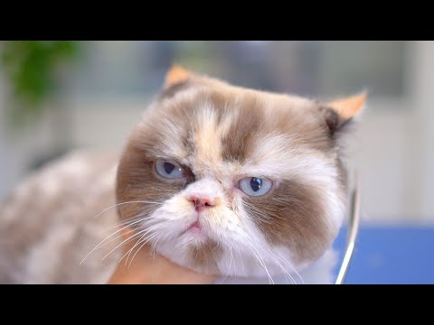 Видео: Этот кот заставляет меня думать, что стрижка кошек - лучшая профессия! 😻🛁✂️❤️