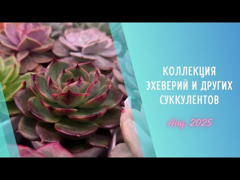 Видео: Моя коллекция растений #6 🌱 Эхеверии и их гибриды