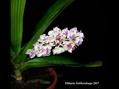 Видео: ВАНДОВЫЕ ОРХИДЕИ.  Часть 1.  КЛАССИФИКАЦИЯ (Видовые растения)