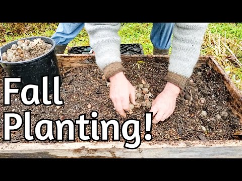 Видео: Осенняя посадка — подробная инструкция по посадке растений в ящики для воздушной обрезки!