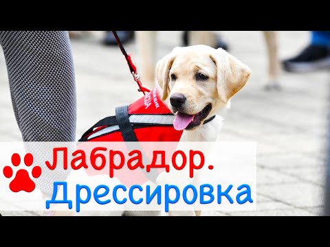 Видео: Лабрадор дрессировка | Дрессировка собак