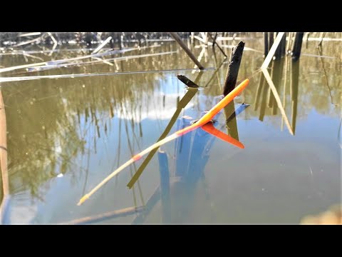 Видео: ДИКИЙ ЖОР - КРУПНЯК ГНЁТ УДОЧКИ!! Рыбалка на поплавок на карася, сазана