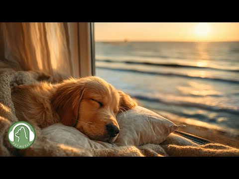 Видео: (Шум волн) Любимая музыка собак🐶 Приятная музыка для исцеления сна