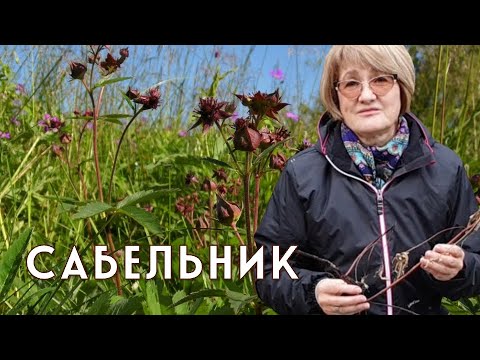 Видео: САБЕЛЬНИК – здоровые суставы