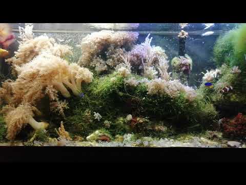 Видео: Частые ошибки при запуске морского аквариума.