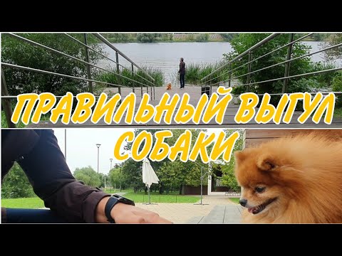 Видео: Как Выгуливать Собаку. Прогулка Померанского Шпица. О содержании собак / ЛДЧ