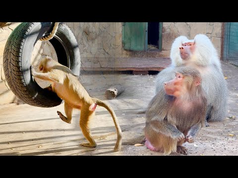 Видео: Эксперимент не удался, но Люсе все равно досталось. Красный Дракон в печали - аллергия на осень!