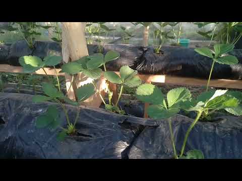 Видео: Малообъемка клубника! Месяц после посадки!