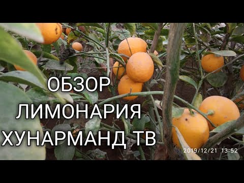 Видео: Limon ekish hosil olish sirlari |ОБЗОР ЛИМОНАРИЯ . ИССИКХОНАДА ЛИМОН ЭКИШ...ОДДИЙ УСУЛИ