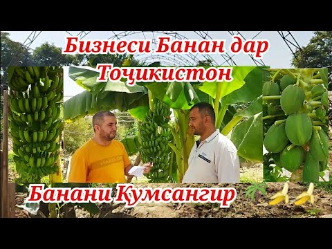 Видео: Банан дар Тоҷикистон н.Кумсангир дарахти Папайя тарзи кори хосил ва Бизнес план