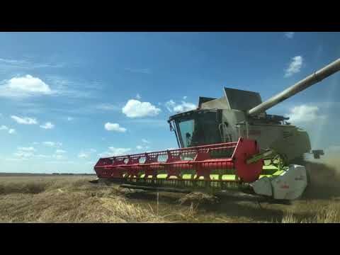 Видео: CLAAS TUCANO 580 Уборка пшеницы в Брянской области 2020