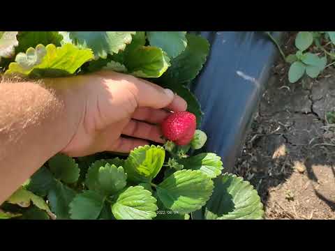 Видео: 09.08.22 Блек Джем ежевика и Альбион