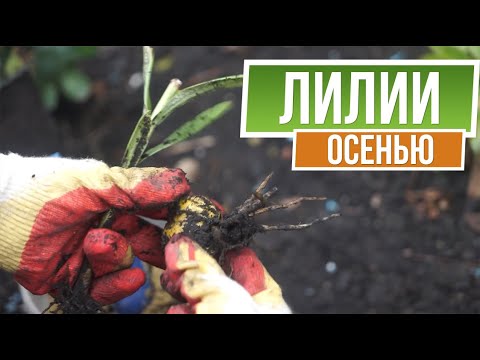 Видео: Посадка лилий осенью ☘ Лилии уход осенью