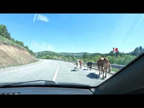 Видео: Дорога на Телецкое озеро, едим отдыхать.