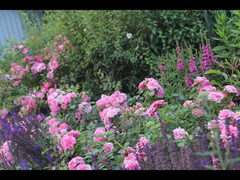 Видео: Розовые штамбы из интернет-магазина Процветок. Посадка в горшки