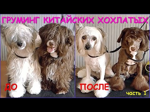 Видео: Хохлатое семейство на стрижке. Китайская хохлатая Виски (пух)