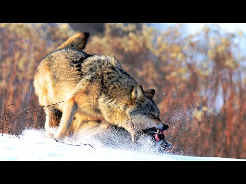 Видео: Хищники Беловежской пущи - волк, рысь, медведь | Film Studio Aves