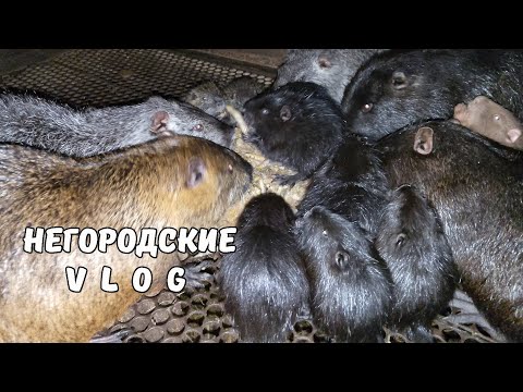 Видео: Теперь НУТРИЯМ свёклу тру на тёрке. 14.10.25